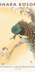 Peacock on a Cherry Blossom Tree, Japanese Woodblock By Ohara Koson Plakat - Posterbox.dk