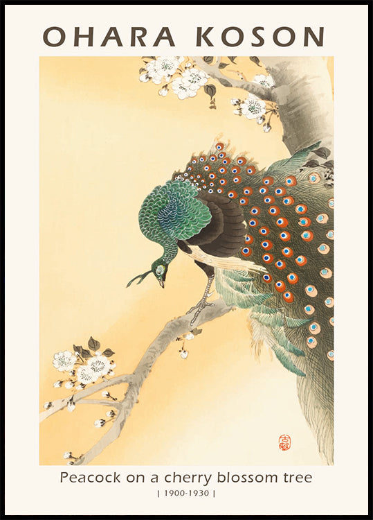 Peacock on a Cherry Blossom Tree, Japanese Woodblock By Ohara Koson Plakat - Posterbox.dk
