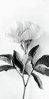 Peony B&W Plakat - Posterbox.dk