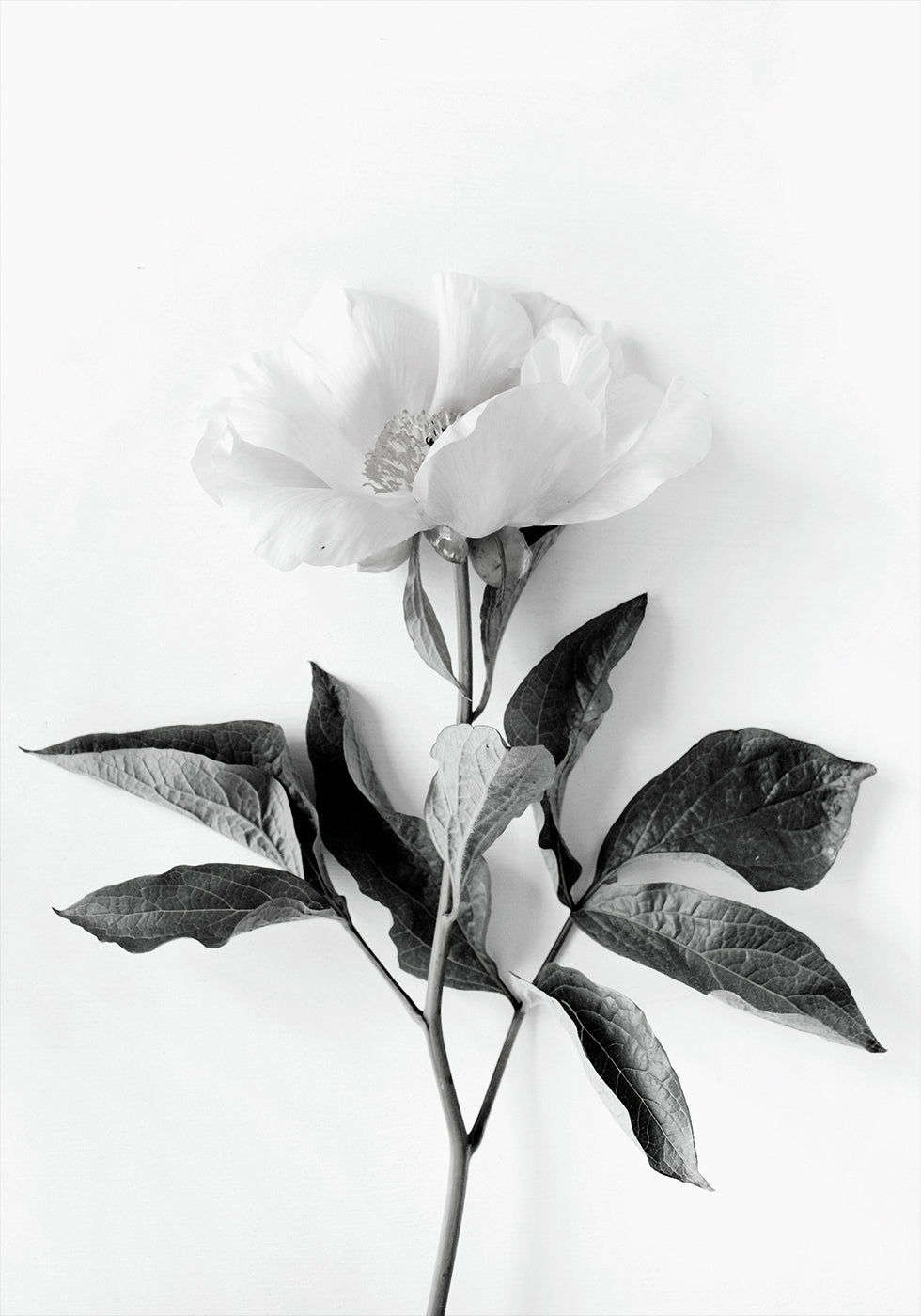 Peony B&W Plakat - Posterbox.dk