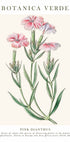 Pink Dianthus Botanical Plakat - Posterbox.dk