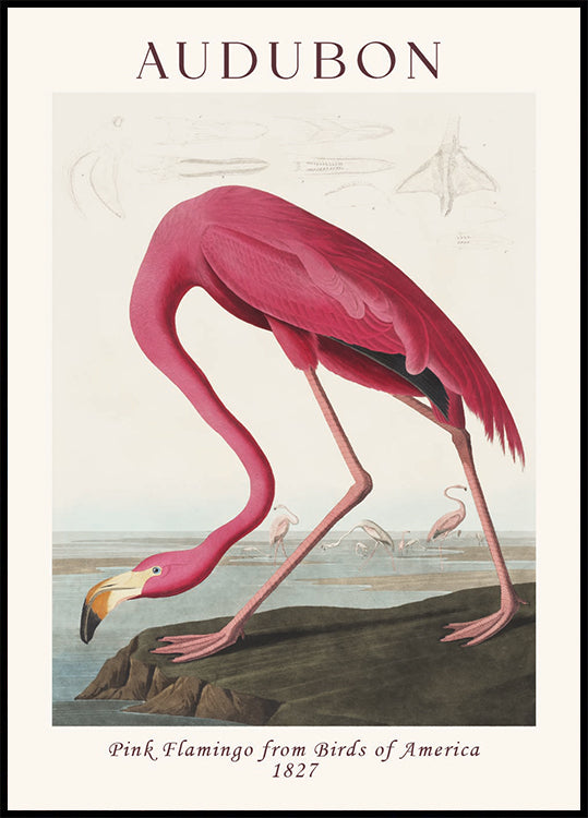 Pink Flamingo Birds of America, Audubon 1827 Plakat - Posterbox.dk