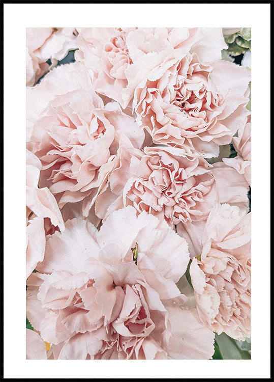 Pink Peony Bloom Plakat - Posterbox.dk