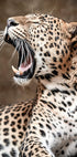 Roaring Leopard in Nature Plakat - Posterbox.dk
