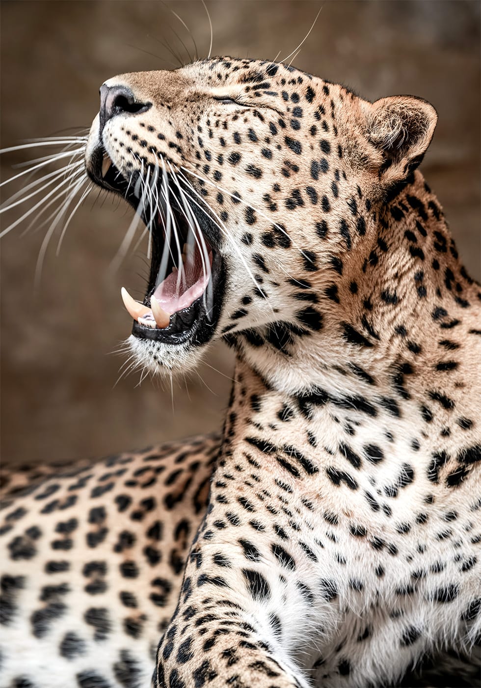 Roaring Leopard in Nature Plakat - Posterbox.dk