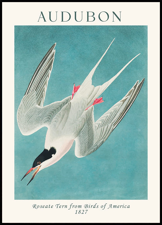 Roseate Tern from Birds of America Audubon Plakat - Posterbox.dk