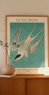 Roseate Tern from Birds of America Audubon Plakat - Posterbox.dk