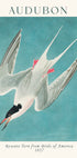 Roseate Tern from Birds of America Audubon Plakat - Posterbox.dk