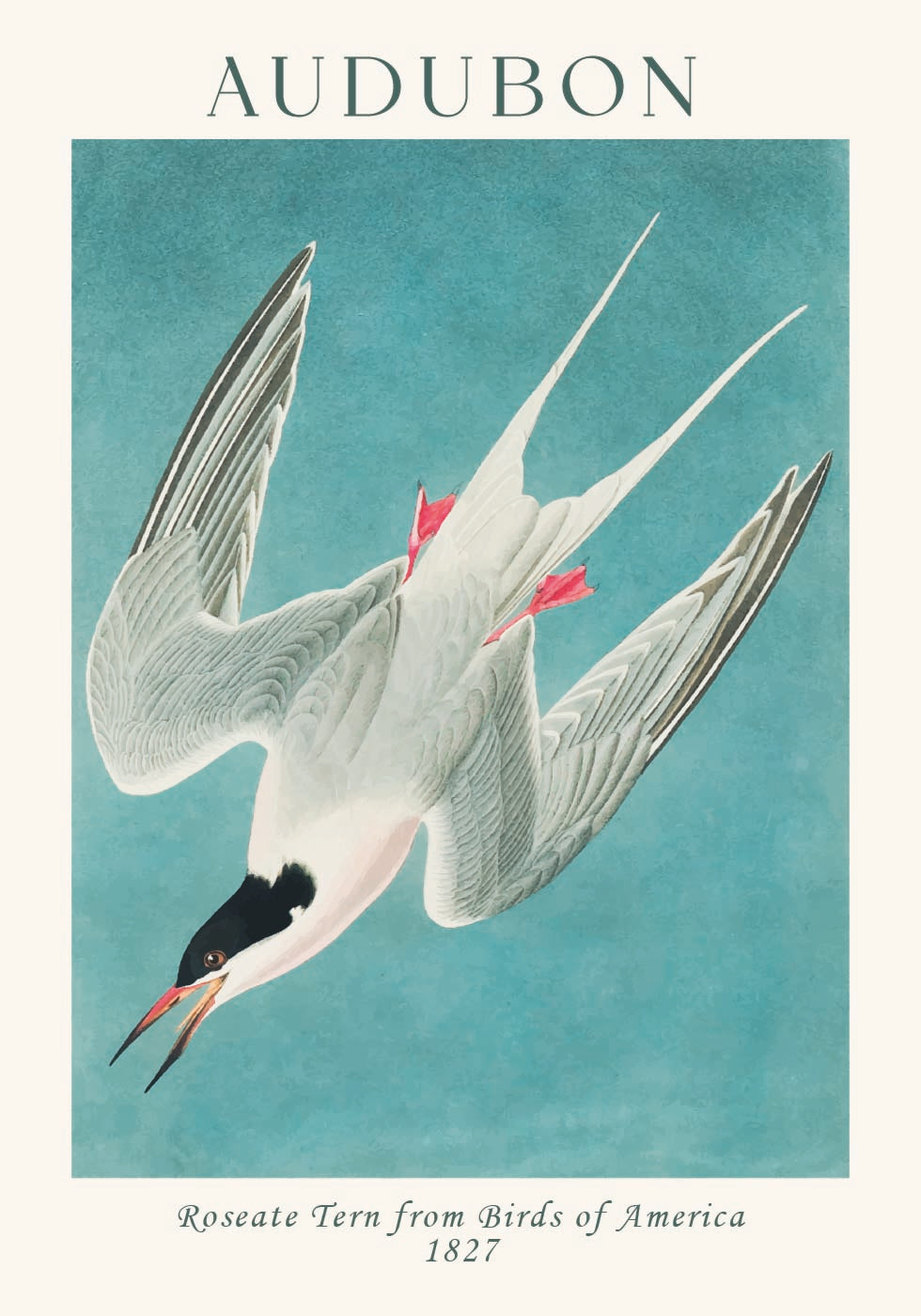 Roseate Tern from Birds of America Audubon Plakat - Posterbox.dk