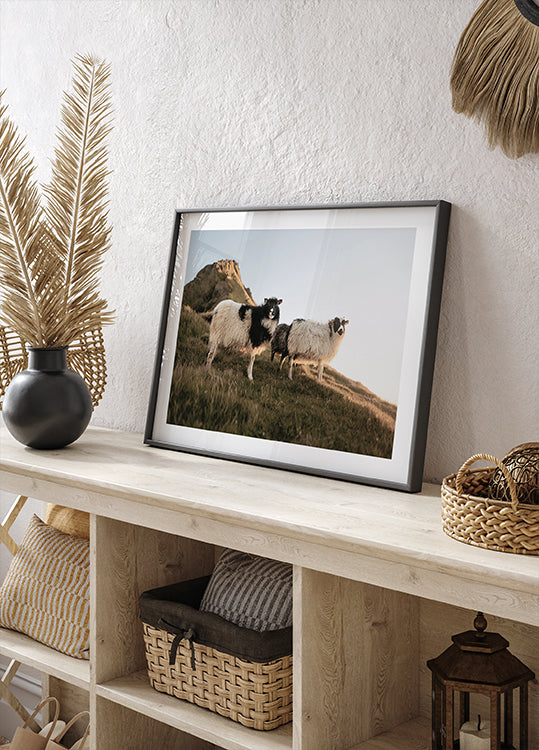 Sheep of Iceland Plakat - Posterbox.dk