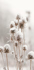 a bunch of plants that are covered in snow