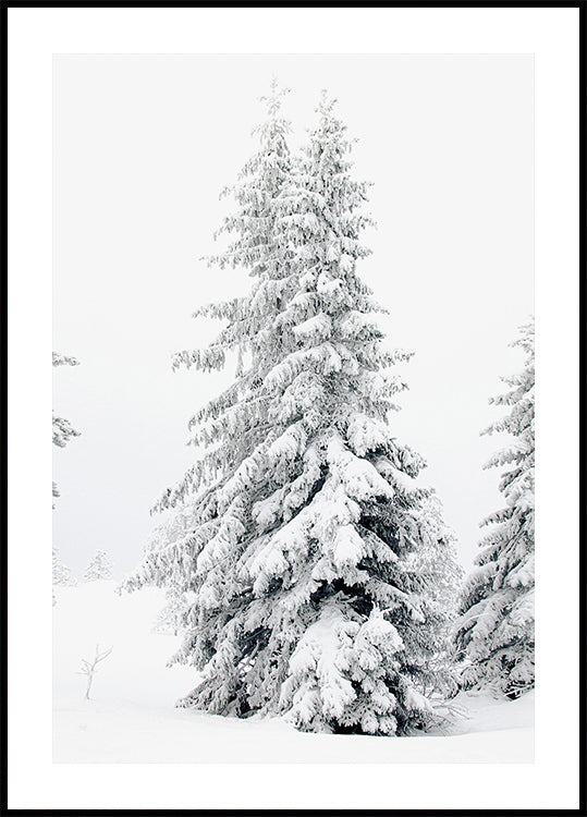 Snow-Covered Pine Trees Plakat - Posterbox.dk