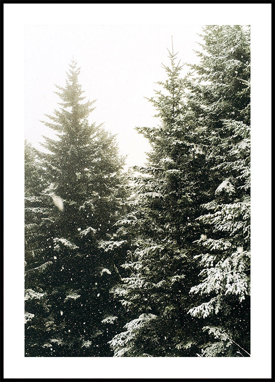 Snowy Evergreen Forest Plakat - Posterbox.dk