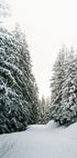 Snowy Road Through Evergreen Forest Plakat - Posterbox.dk