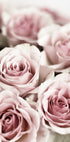 Soft Pink Roses Plakat - Posterbox.dk
