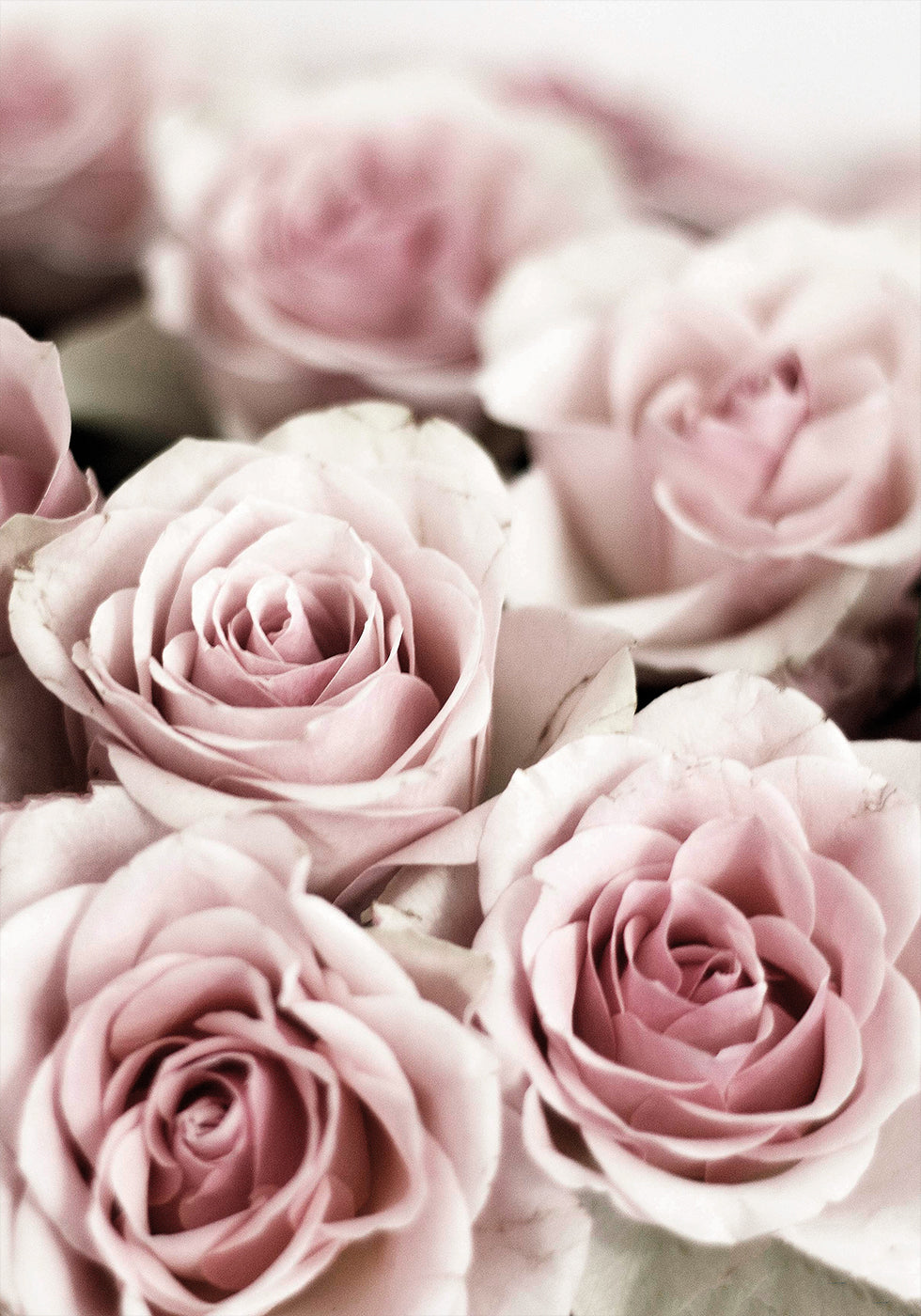 Soft Pink Roses Plakat - Posterbox.dk