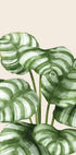 Striped Green Leaves Botanical Plakat - Posterbox.dk
