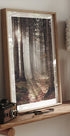 Sunbeam Forest Plakat - Posterbox.dk
