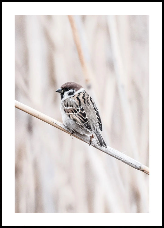 Tree Sparrow on Branch Plakat - Posterbox.dk