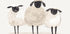 Trio Of Sheep Plakat - Posterbox.dk