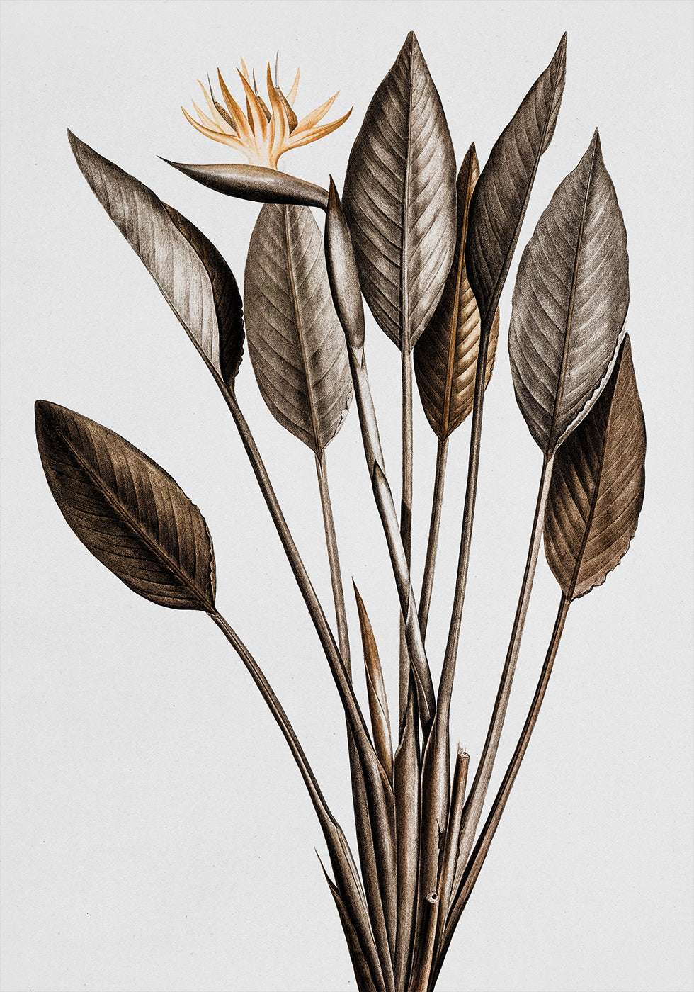 Vintage Bird of Paradise Plakat - Posterbox.dk