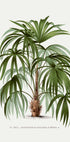 Vintage Palm Tree No. 1 Plakat - Posterbox.dk
