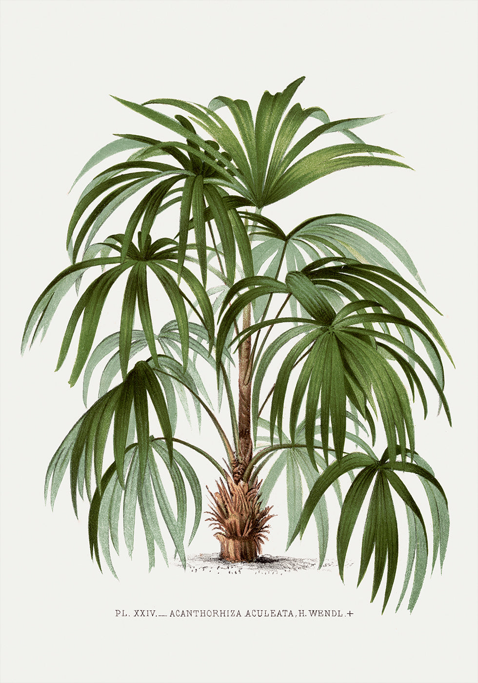 Vintage Palm Tree No. 1 Plakat - Posterbox.dk