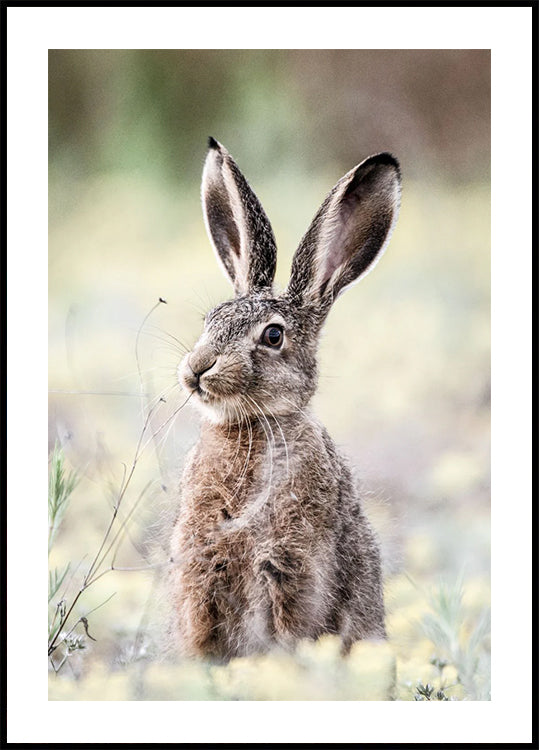 Wild Hare Close-Up Nature Plakat - Posterbox.dk