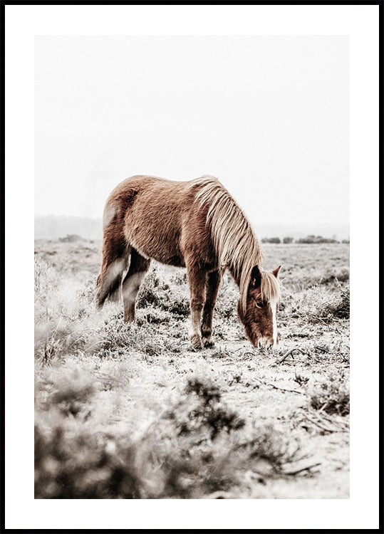 Wild Horse in Serene Landscape Nature Plakat - Posterbox.dk