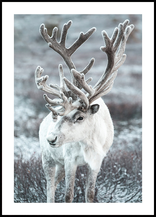 Winter Reindeer in Frosty Landscape Plakat - Posterbox.dk