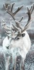 Winter Reindeer in Frosty Landscape Plakat - Posterbox.dk