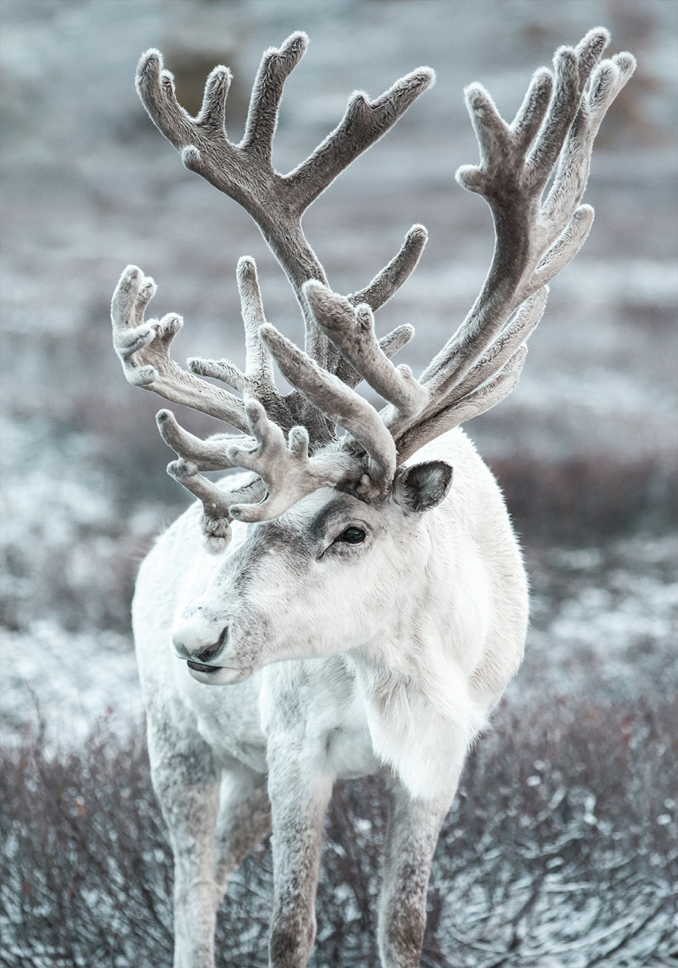 Winter Reindeer in Frosty Landscape Plakat - Posterbox.dk