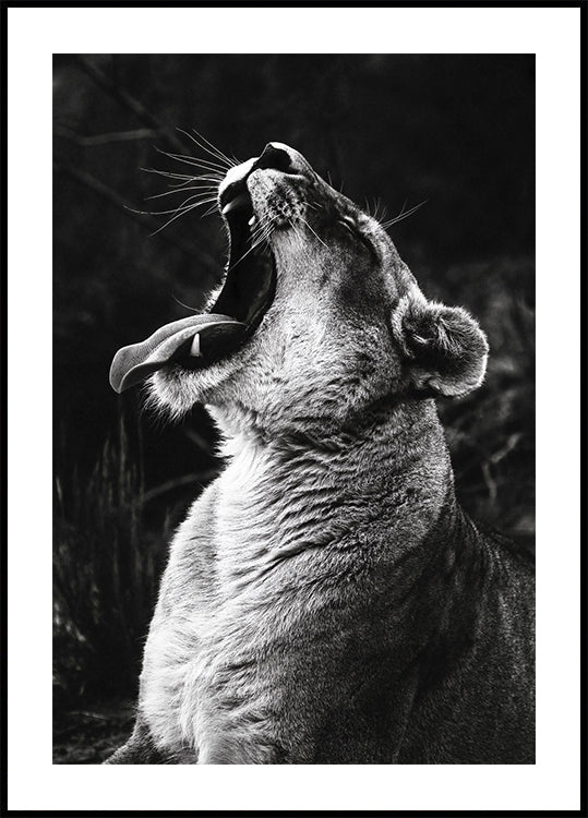 Yawning Lion Plakat - Posterbox.dk