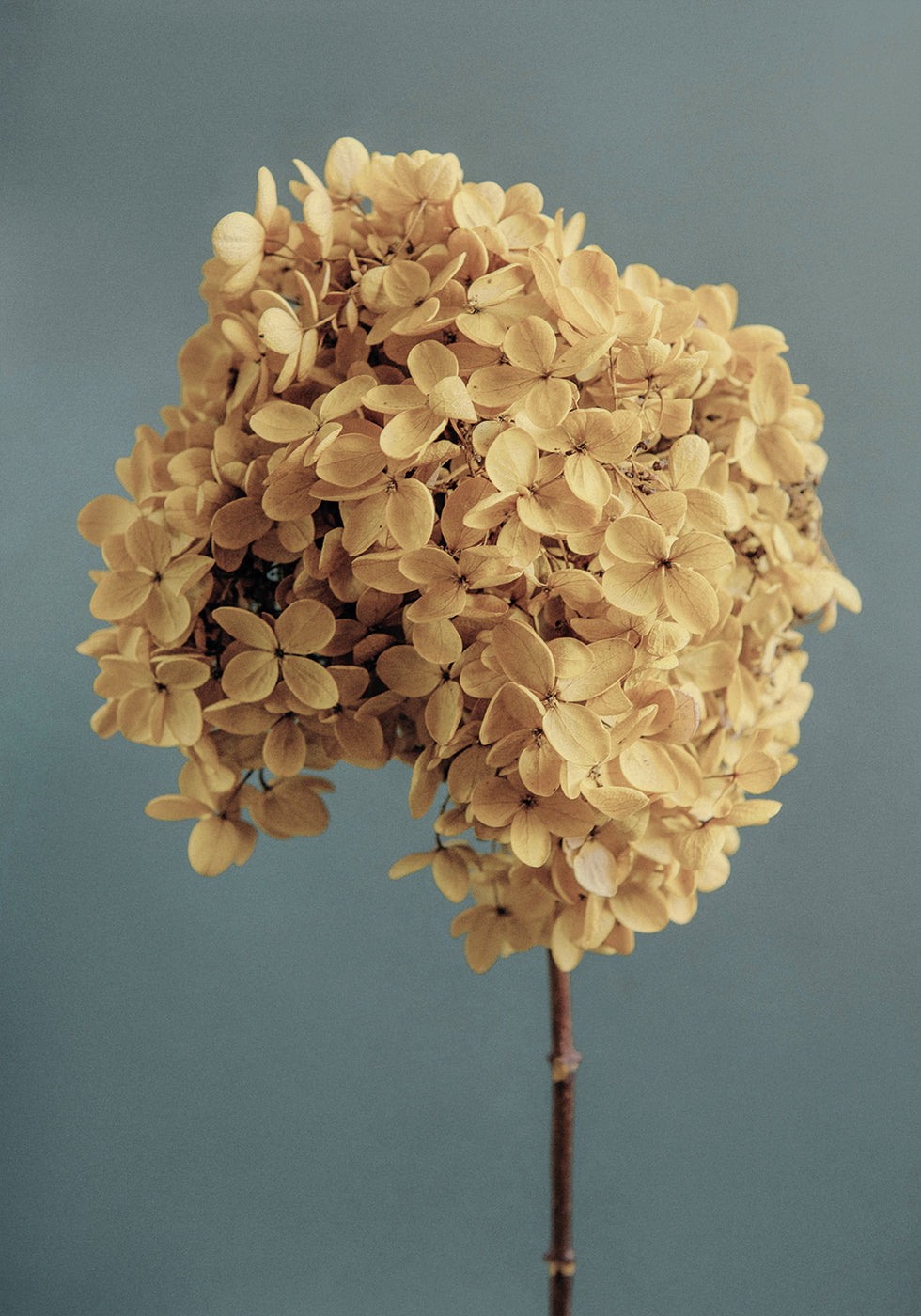 Yellow Hydrangea Plakat - Posterbox.dk