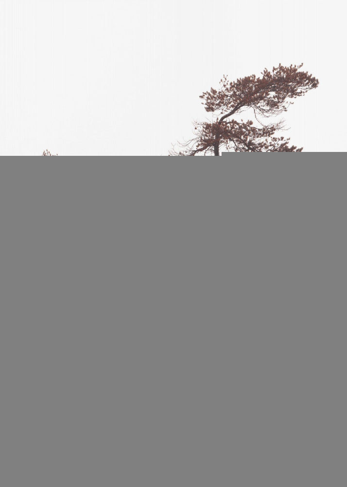 Sculptral Pines Plakat