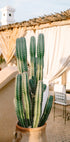 Rooftop Cactus | Morocco Travel Photography Plakat - Posterbox