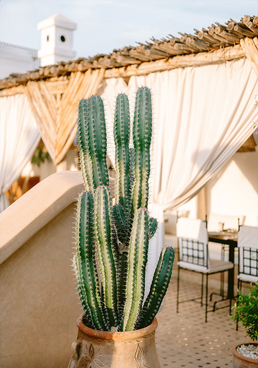 Rooftop Cactus | Morocco Travel Photography Plakat - Posterbox