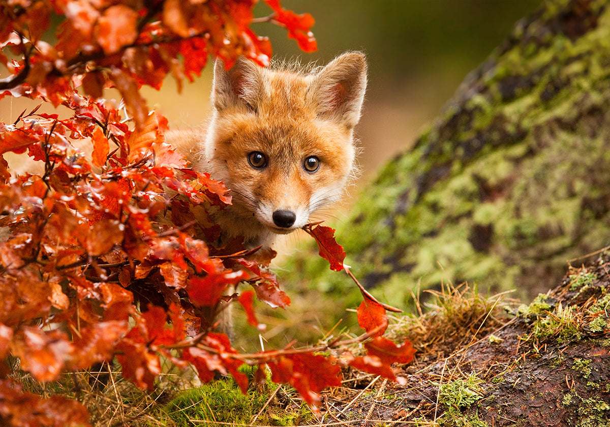 Fox  Plakat - Posterbox