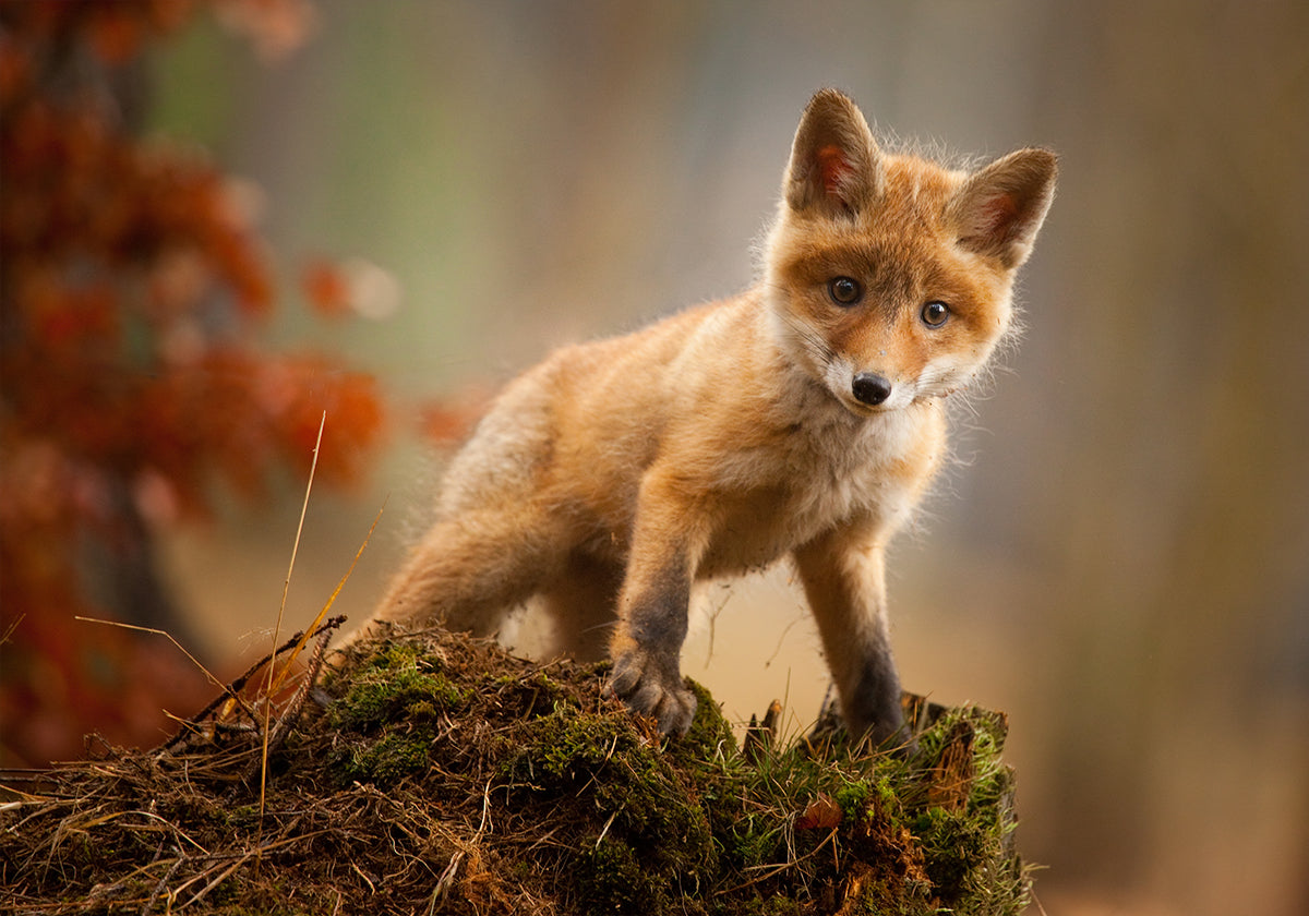 Fox Plakat - Posterbox