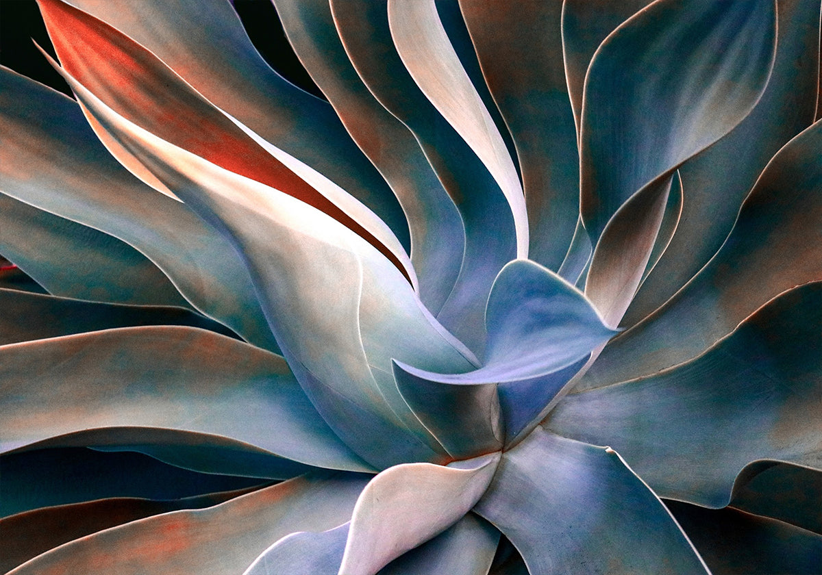 The colors in leaves Plakat - Posterbox