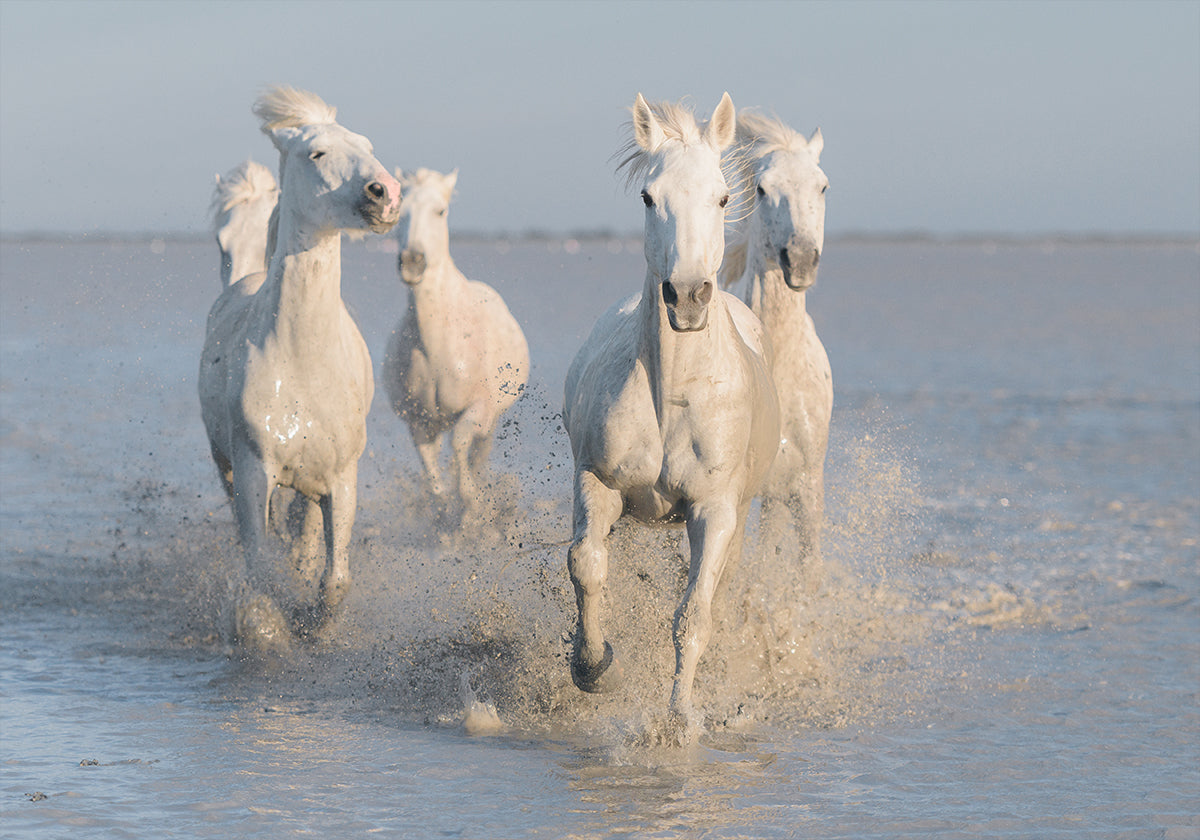 horses Plakat - Posterbox