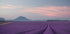 Lavender field - Posterbox