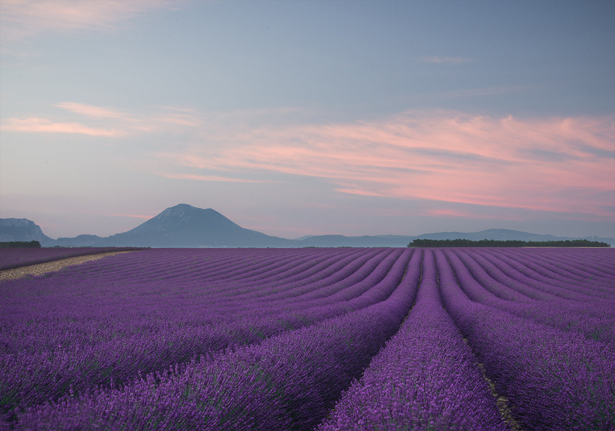 Lavender field - Posterbox