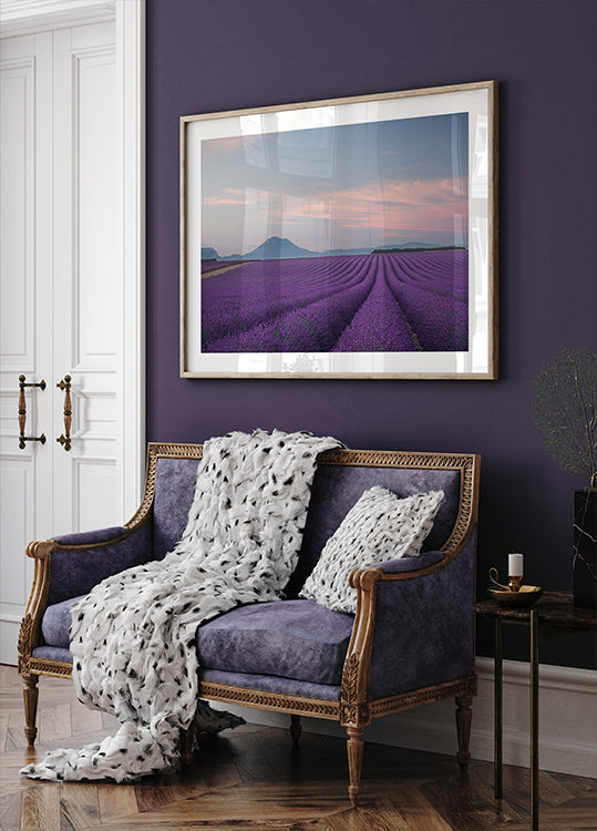 Lavender field - Posterbox