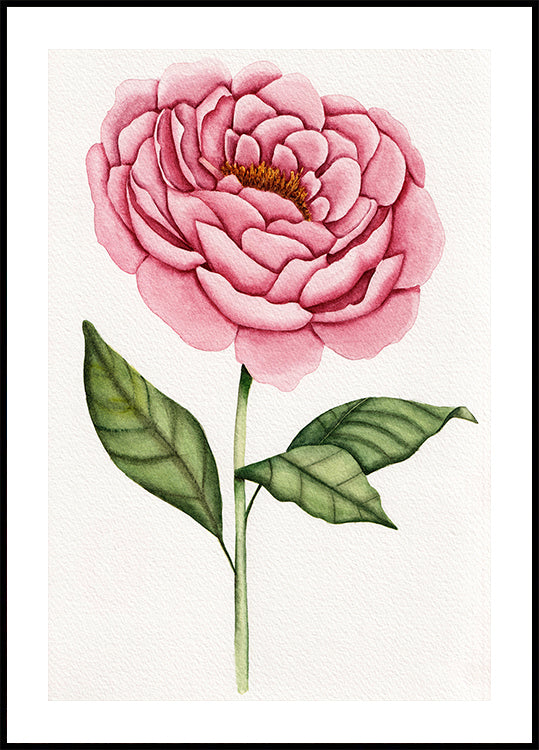 01 Peonie Salomebiermanillustration (NEW) - Posterbox