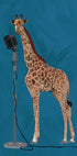Giraffe Microphone Pink 2 01 Plakat - Posterbox