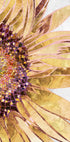 Golden sunflower Plakat - Posterbox