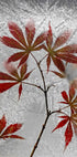 red maple - Posterbox