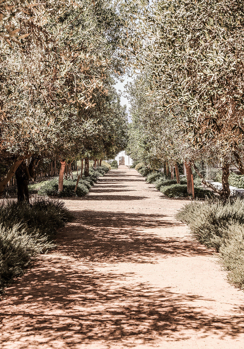 A Serene Tree Lined Path with Sunlight Plakat - Posterbox