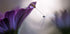 Purple rain - Posterbox